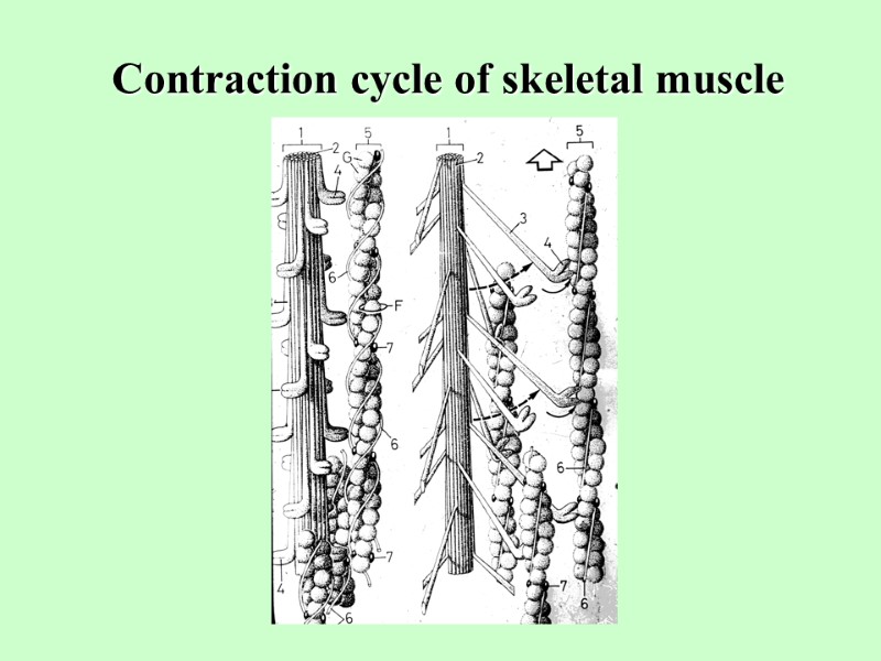 Contraction cycle of skeletal muscle